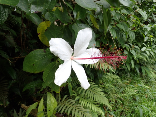 Hibiscus arnottianus