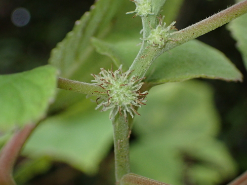 Pipturus albidus, photograph 6