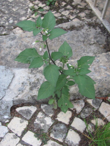 Solanum nigrum