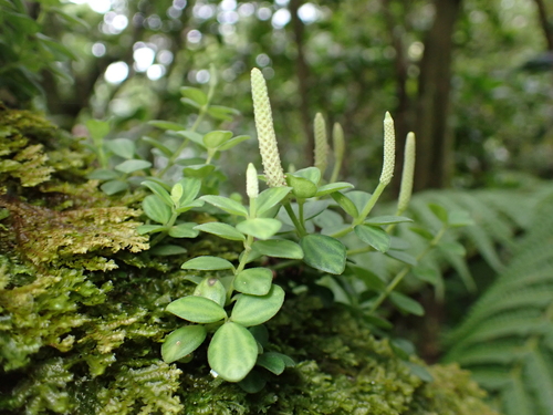Peperomia tetraphylla observed 2026-09-05