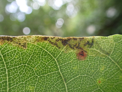 Philodoria hibiscella observed 2026-09-05