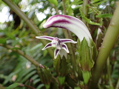 Cyanea grimesiana