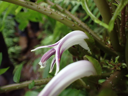 Cyanea grimesiana, photograph 1