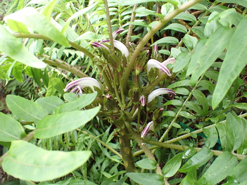 Cyanea grimesiana, photograph 2