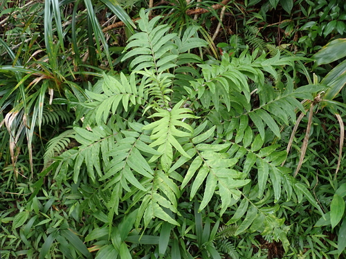 Cyanea grimesiana, photograph 4