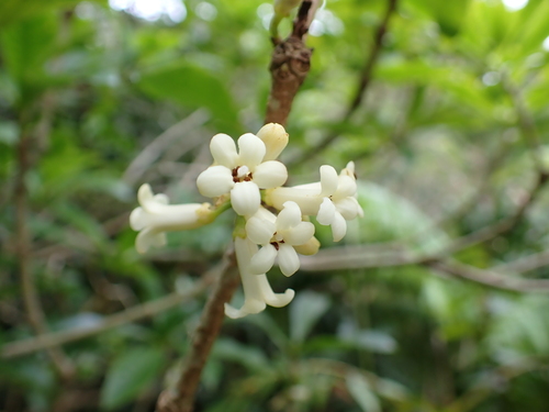 Pittosporum glabrum observed 2026-09-05