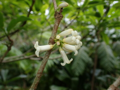 Pittosporum glabrum, photograph (c) Neal Kelso, some rights reserved (CC BY)