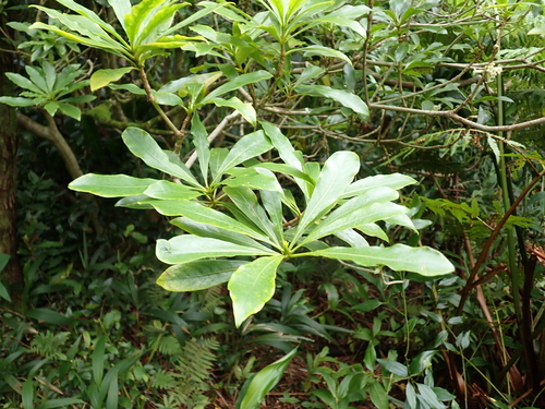 Pittosporum glabrum, photograph 4
