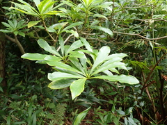 Pittosporum glabrum, photograph (c) Neal Kelso, some rights reserved (CC BY)