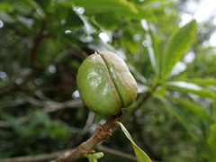 Pittosporum glabrum, photograph (c) Neal Kelso, some rights reserved (CC BY)