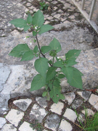 Solanum nigrum