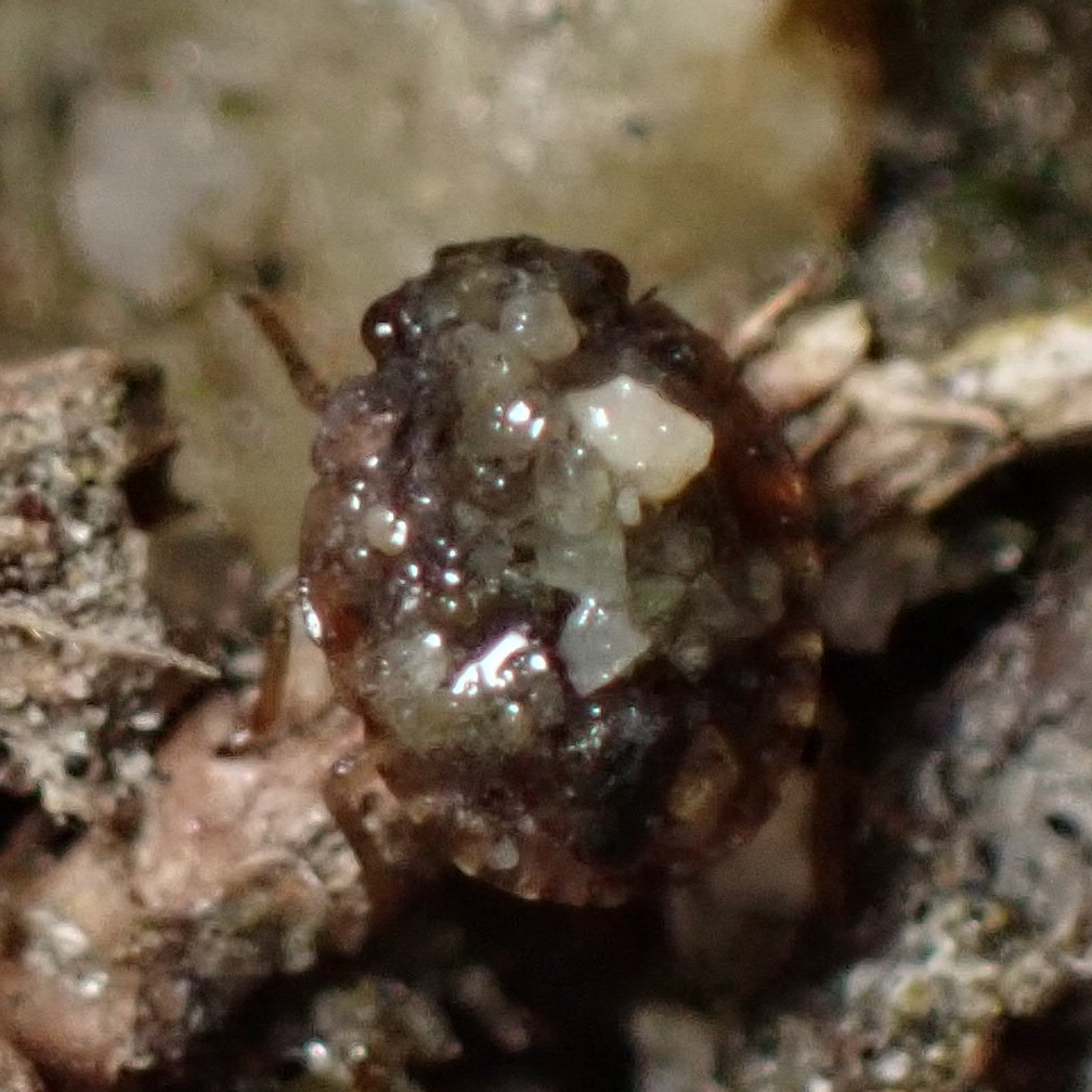Ochterus marginatus marginatus