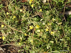 Diplotaxis catholica