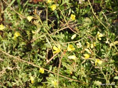 Diplotaxis catholica