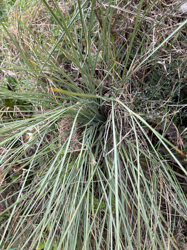 Aciphylla squarrosa, photograph 4