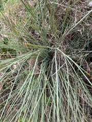 Aciphylla squarrosa, photograph (c) Richard Littauer, some rights reserved (CC BY)