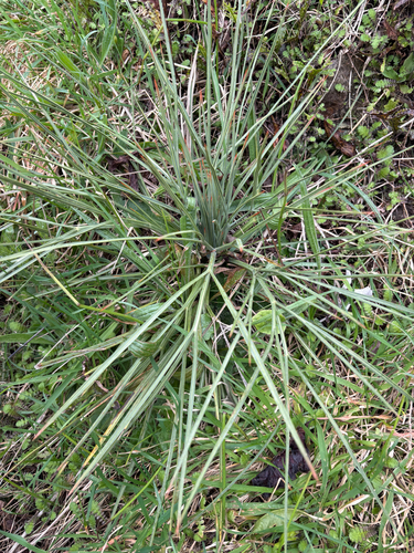 Aciphylla squarrosa, photograph 3
