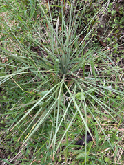 Aciphylla squarrosa, photograph (c) Richard Littauer, some rights reserved (CC BY)