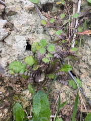 Leptinella squalida, photograph (c) Richard Littauer, some rights reserved (CC BY)