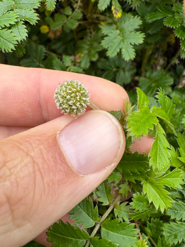 Acaena anserinifolia, photograph 3