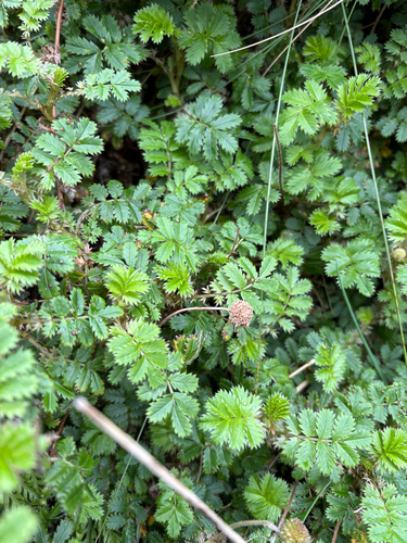 Acaena anserinifolia, photograph 2