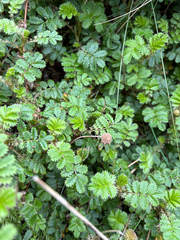 Acaena anserinifolia, photograph (c) Richard Littauer, some rights reserved (CC BY)