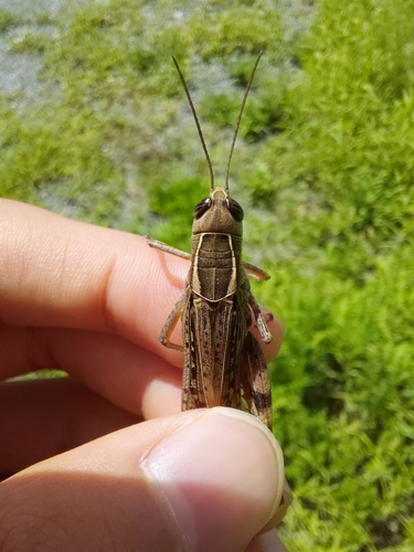 Shirakiacris shirakii