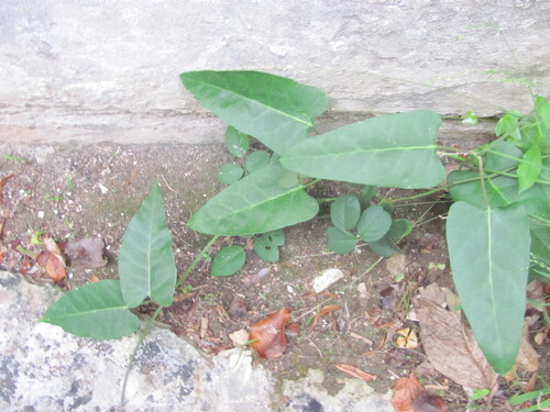 Araujia sericifera