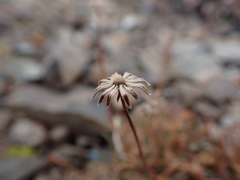 Erigeron bloomeri