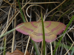 Rhodostrophia calabra