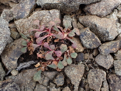 Calyptridium umbellatum