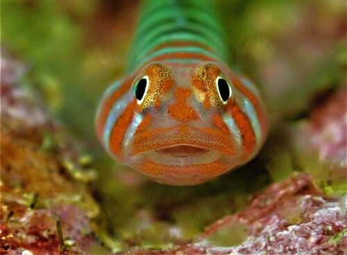 Banded cleaner goby (Tigrigobius digueti) — Gobiidae — 3