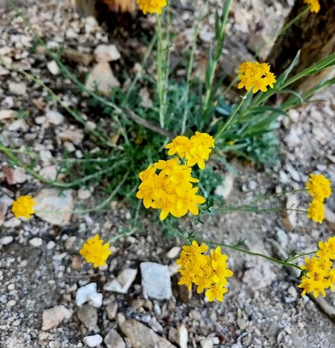 Eriophyllum confertiflorum, 2026-09-04