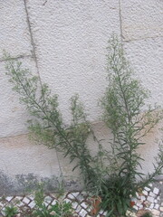 Conyza groegeri (Conyza groegeri)