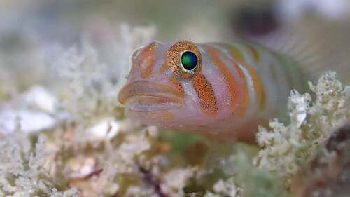 Banded Cleaner-goby (Tigrigobius digueti)