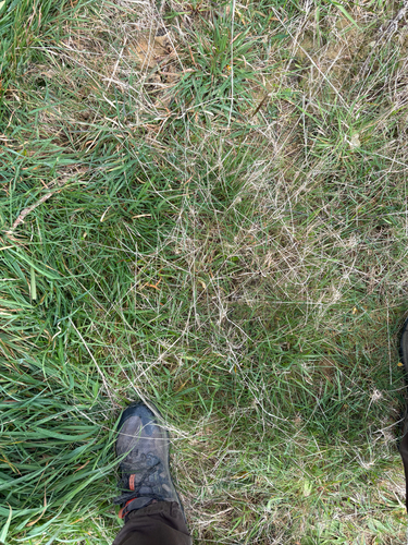 Agrostis capillaris