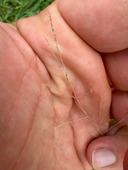 (c) Richard Littauer, some rights reserved (CC BY) Agrostis capillaris, photograph (c) Richard Littauer, some rights reserved (CC BY)
