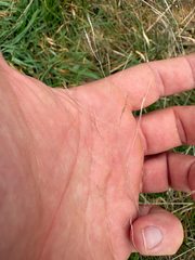 (c) Richard Littauer, some rights reserved (CC BY) Agrostis capillaris, photograph (c) Richard Littauer, some rights reserved (CC BY)