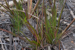 Philydrum lanuginosum, photograph (c) Bruce Cathie, some rights reserved (CC BY)