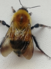 Bombus consobrinus