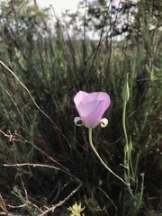 Calochortus splendens