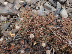 author not stated, no rights reserved Erigeron bloomeri, photograph author not stated, no rights reserved