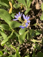 Scaevola calendulacea