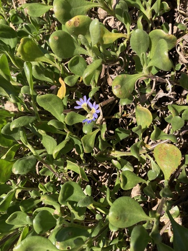 Scaevola calendulacea, photograph 2