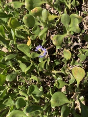 Scaevola calendulacea, photograph (c) Laura Fernández Winzer, some rights reserved (CC BY)