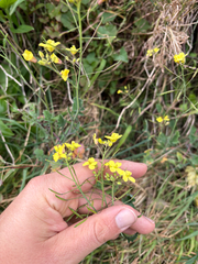 (c) Richard Littauer, some rights reserved (CC BY) Brassica fruticulosa, photograph (c) Richard Littauer, some rights reserved (CC BY)