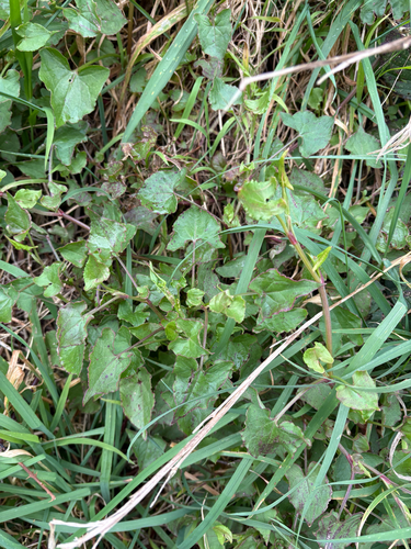 Rumex sagittatus, photograph 5