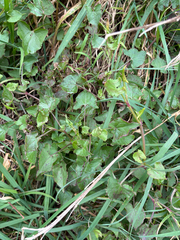 (c) Richard Littauer, some rights reserved (CC BY) Rumex sagittatus, photograph (c) Richard Littauer, some rights reserved (CC BY)