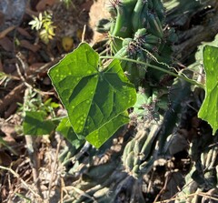 (c) Arthur Whiting, some rights reserved (CC BY) Coccinia grandis, photograph (c) Arthur Whiting, some rights reserved (CC BY)