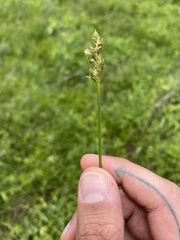 Carex prairea